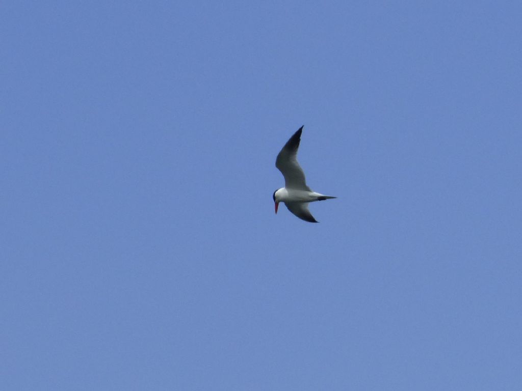 Sterna maggiore (Hydroprogne caspia)
